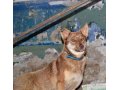 собака Рада ищет дом в городе Уфа, фото 1, Башкортостан