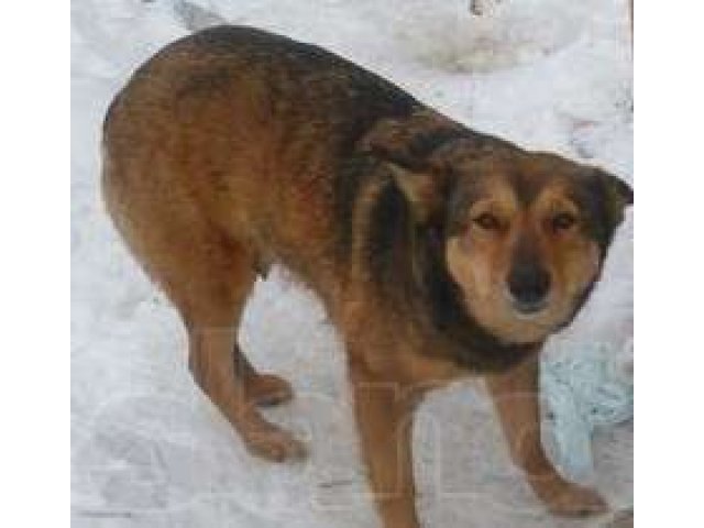 Молодая умная собака-охранница ищет дом! в городе Набережные Челны, фото 1, стоимость: 0 руб.