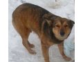 Молодая умная собака-охранница ищет дом! в городе Набережные Челны, фото 1, Татарстан