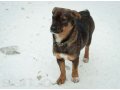 Пёс Ральф, ищет хозяев в городе Оренбург, фото 1, Оренбургская область