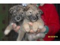 Ищут дом щенки-карапузики! в городе Набережные Челны, фото 1, Татарстан
