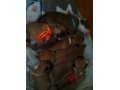 щенки американского стаффа в городе Усть-Илимск, фото 1, Иркутская область