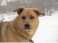 Самсон - пёс, который никого не оставит равнодушным! в городе Череповец, фото 1, Вологодская область
