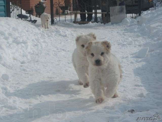 Щенки сао (алабай) в городе Уфа, фото 6, Собаки
