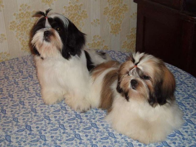 Собачка хризантема, девочка шит цу в городе Владивосток, фото 1, Собаки