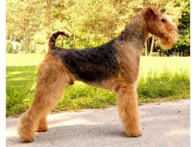 Эрдельтерьер Купить Щенка В Казани