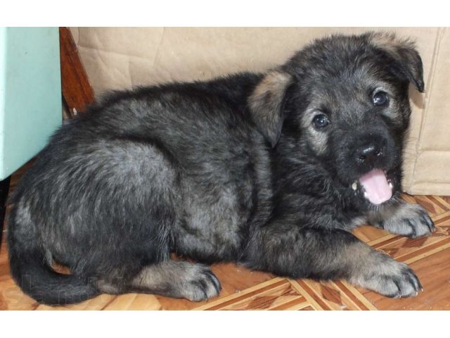Отдам щенков в городе Уссурийск, фото 1, стоимость: 0 руб.