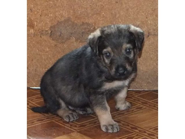 Отдам щенков в городе Уссурийск, фото 4, стоимость: 0 руб.