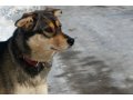 Очаровательная собака Радуга ищет уютный дом! в городе Оренбург, фото 1, Оренбургская область
