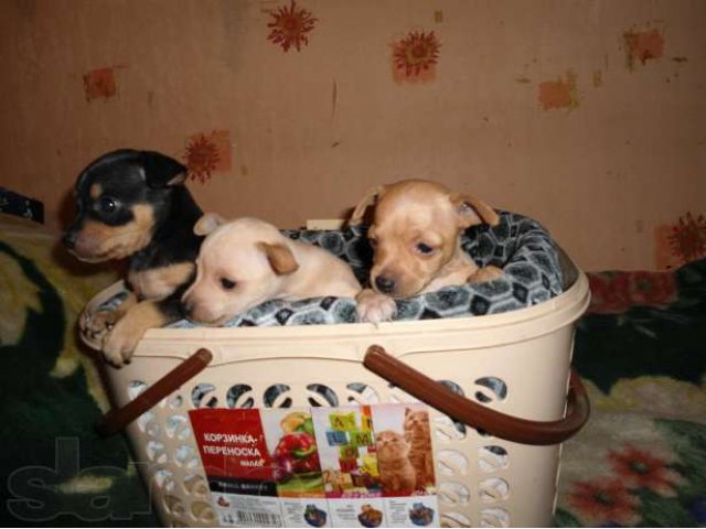 Продам щенков той-терьера в городе Усолье-Сибирское, фото 1, стоимость: 6 000 руб.