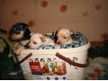 Продам щенков той-терьера в городе Усолье-Сибирское, фото 1, Иркутская область
