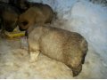 Щенки ищут заботливых хозяев в городе Кострома, фото 3, Собаки