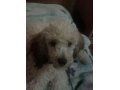 Отдам Собаку 1,5 года . Порода - пудель средний, цвет белый-персик. в городе Находка, фото 1, Приморский край