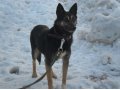 Замечательный пес Бим ищет не менее замечательно хозяина! в городе Оренбург, фото 1, Оренбургская область