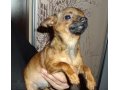 Продается щенок породы карликовый той-терьер в городе Пенза, фото 1, Пензенская область