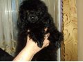продается щенок породы карликовый пудель окрас черный в городе Пенза, фото 1, Пензенская область