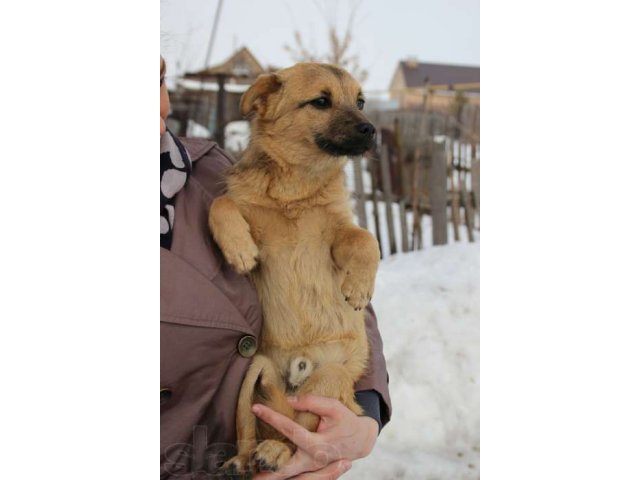 Маленький Чарлик ищет заботливые руки! в городе Оренбург, фото 2, Оренбургская область
