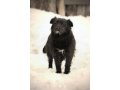 Собачка Чернушка ищет любящих хозяев! в городе Оренбург, фото 1, Оренбургская область