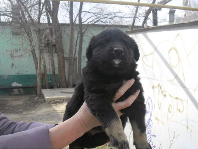 Отдам щенят в городе Астрахань, фото 1, Собаки
