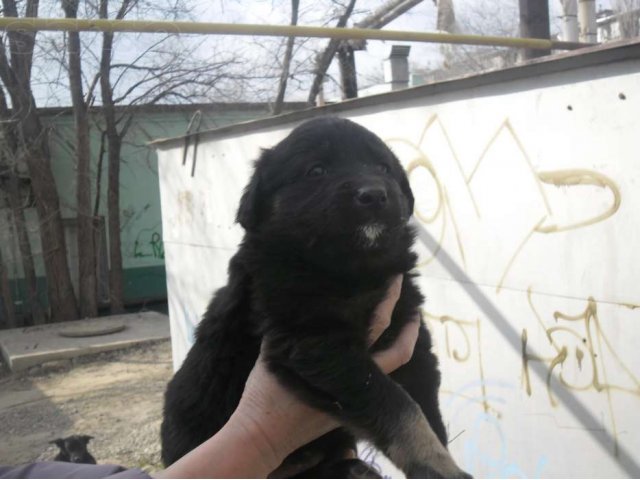 Отдам щенят в городе Астрахань, фото 4, Собаки