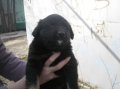 Отдам щенят в городе Астрахань, фото 3, Собаки