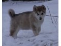 Аляскинский маламут - щенки для Вас в городе Москва, фото 3, Собаки