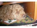 продам щенка карликового пуделя в городе Заполярный, фото 1, Мурманская область