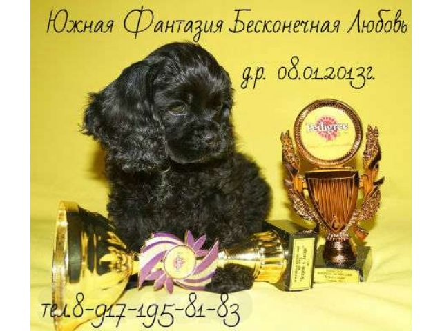 Щенки Американский кокер-спаниель в городе Астрахань, фото 7, Собаки