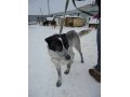 В дар уникальный пес Рик в городе Вологда, фото 1, Вологодская область