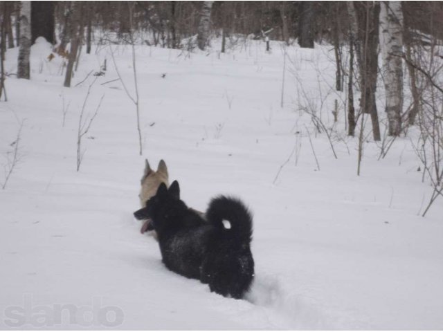 Продаю щенков лаек в городе Уссурийск, фото 2, Приморский край