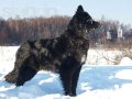 МАшка-роскошно красивая собака, как чернобурка в городе Электросталь, фото 1, Московская область
