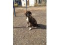Ищет дом замечательный щенок! в городе Астрахань, фото 1, Астраханская область