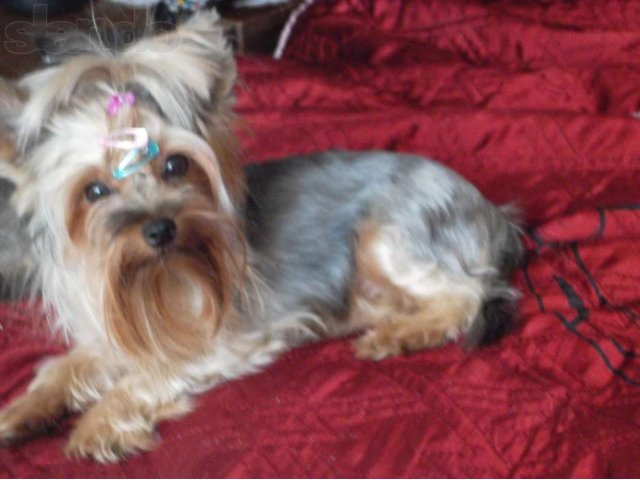 Продаем йоркширского терьера девочку в городе Дмитров, фото 1, Московская область