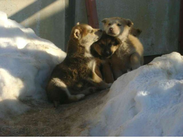 Отдам щенков в хорошие руки в городе Великий Новгород, фото 4, Новгородская область