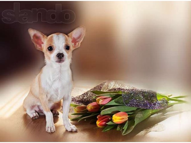 Чихуахуа Купить В Волгограде