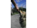 Отдам щенков в городе Серов, фото 1, Свердловская область