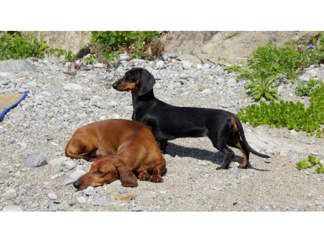 Таксята в городе Находка, фото 5, Приморский край