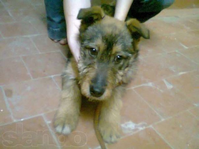 В добрые и ответственные руки в городе Йошкар-Ола, фото 1, Собаки