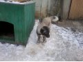 Продаются 6 месячные щенки кавказской и восточноевропейской овчарок. в городе Красногорск, фото 1, Московская область