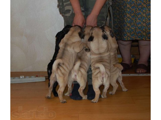 Предлагаются для резервирования щенки мопса д/р 07/01/2013 в городе Радужный, фото 6, стоимость: 25 000 руб.