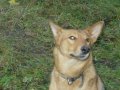 Помогите найти собаку в городе Великий Новгород, фото 2, стоимость: 0 руб.