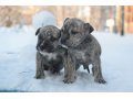 Лучшие щенята нашего животного мира КАДЕБО в городе Саранск, фото 1, Мордовия