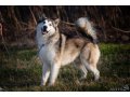 Щенки Аляскинского Маламута в городе Краснодар, фото 3, Собаки