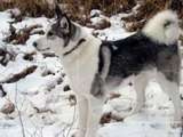 Продам щенков ВСЛ, помет 2013 года в городе Шелехов, фото 1, Собаки