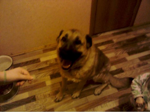 продам в городе Дмитров, фото 3, Московская область