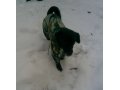 Внимание!!! Пропала собака!!! в городе Темрюк, фото 1, Краснодарский край