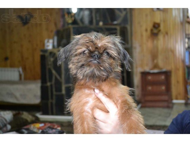 Продам очаровательного щенка Брюссельского гриффона в городе Кызыл, фото 1, Тыва