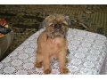 Продам очаровательного щенка Брюссельского гриффона в городе Кызыл, фото 2, стоимость: 15 000 руб.