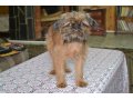 Продам очаровательного щенка Брюссельского гриффона в городе Кызыл, фото 3, Собаки