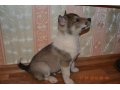 2-х месячные щенки лайки в городе Кореновск, фото 1, Краснодарский край